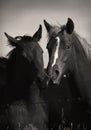 Wild Horses Playing in Sepia