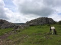 Wild Horses/Pony Of The Grayson Highlands State Park Virginia Royalty Free Stock Photo