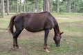 Wild horses and pony live in the meadow steppes part 14 Royalty Free Stock Photo