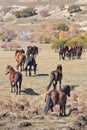 Wild horses a prairie, Weichang, Hebei, Inner Mongolia, China Royalty Free Stock Photo