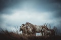 Wild Horses on the Prairies Royalty Free Stock Photo