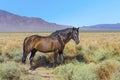 Wild horses in the prarie in the old abandonned small village