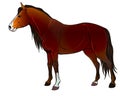 Wild horses profile