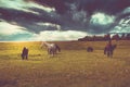 Wild horses ranch by the sea Royalty Free Stock Photo