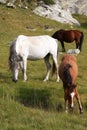 Wild horses 1 Royalty Free Stock Photo