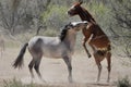 Wild Horses of the Arizona desert wilderness Royalty Free Stock Photo