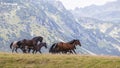 Wild horses roaming free in the Transylvanian Alps