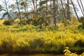 Wild horses roaming and grazing in Virginia