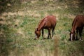 Wild Horses Roaming New Mexico