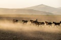 Wild horse herds running in the reed, kayseri, turkey Royalty Free Stock Photo