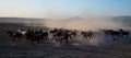 Wild horse herds running in the desert, kayseri, turkey Royalty Free Stock Photo