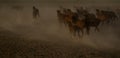 Wild horse herds running in the desert, kayseri, turkey