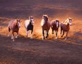 Wild Horses on the Run Royalty Free Stock Photo