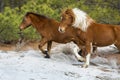 Wild horses run in sandy woods on Assateague Island, Maryland. Royalty Free Stock Photo