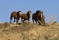 Wild horses running Royalty Free Stock Photo