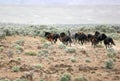 Wild horses running Royalty Free Stock Photo