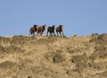 Wild horses running Royalty Free Stock Photo