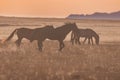 Wild Horses Running at Sunset Royalty Free Stock Photo