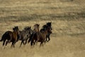 Wild horses running away Royalty Free Stock Photo