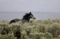 Wild horses running away Royalty Free Stock Photo