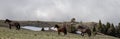 Wild horses running on central Rocky Mountain ridge in the american west of the USA