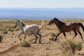 Wild Horses Running in the Colorado Desert Royalty Free Stock Photo