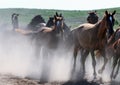 Wild horses running in dust Royalty Free Stock Photo