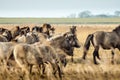 Wild horses running free in the Netherlands