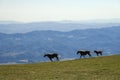 Wild horses running in the meadow of the Monte Cucco Park, Umbria, Italy Royalty Free Stock Photo