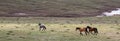 Wild horses running in the mountains of the western USA Royalty Free Stock Photo