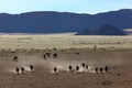 Wild horses running in the Namib Royalty Free Stock Photo