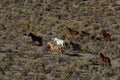 Wild horses running through sagebrush Royalty Free Stock Photo