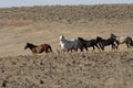 Wild horses running through sagebrush Royalty Free Stock Photo