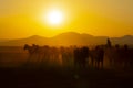 Wild horses running at sunset / Kayseri - Turkey Royalty Free Stock Photo