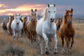 Wild Horses Running at Sunset in Open Field Royalty Free Stock Photo