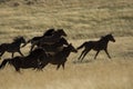 Wild horses running in tall grass Royalty Free Stock Photo