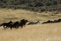 Wild horses running in tall grass Royalty Free Stock Photo