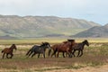 Wild Horses Running in Utah