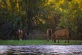 Wild Horses on the Salt River Royalty Free Stock Photo