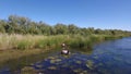 Wild Horses at Salt River (Rio Salado) Arizona