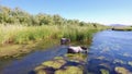 Wild Horses @ Salt River (Rio Salado) Arizona