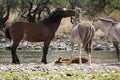 Wild Horses Royalty Free Stock Photo