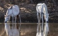 Wild Horses on the Salt River, Tonto National Forest Royalty Free Stock Photo