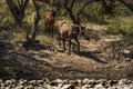 Wild Horses on the Salt River, Tonto National Forest Royalty Free Stock Photo