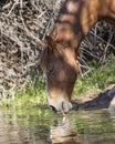 Wild Horses on the Salt River, Tonto National Forest Royalty Free Stock Photo