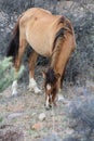 Wild Horses Salt River Tonto National Forest