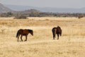 Wild horses on savannah Royalty Free Stock Photo
