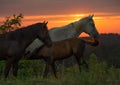 Free range horses, summer sunset, Kentucky Royalty Free Stock Photo