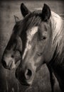 Wild Horses Sepia Royalty Free Stock Photo