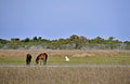 Wild Horses at Shackleford Banks Royalty Free Stock Photo